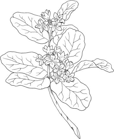 Epigaea Repens Or Mayflower Or Trailing Arbutus Coloring Page